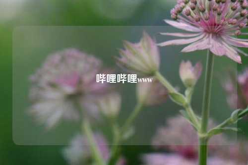 哔哩哔哩www  第1张